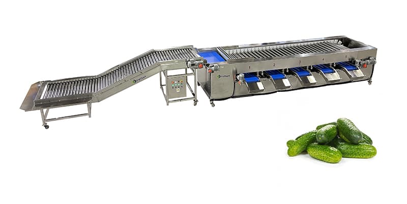 Mini Cucumbers grading equipment.jpg